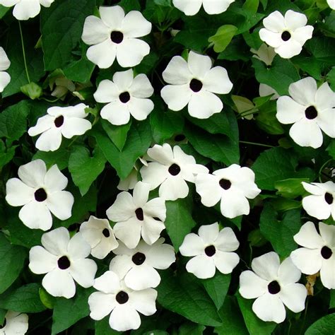 Thunbergia alata Sunny Susy White | J Parker Dutch Bulbs