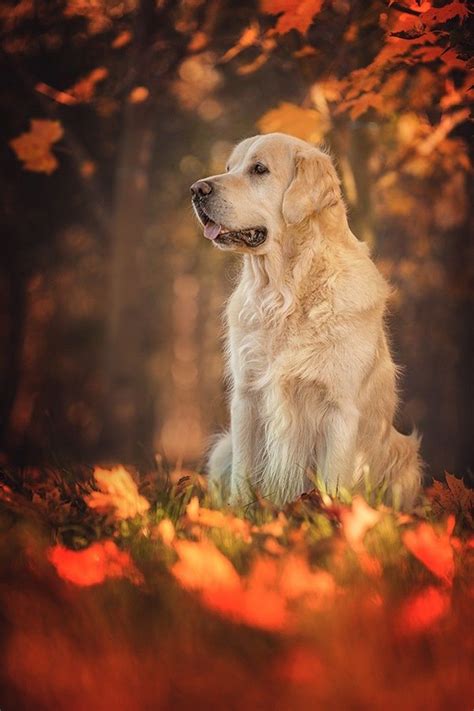 Autumn Dogs Phone Wallpapers - Wallpaper Cave