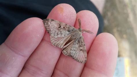 Spongy Moths: The tiny insect behind a big problem for NC forests | wcnc.com