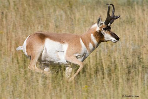 Pronghorn Running | Animals Lover | Animals, Antelope hunting, Animal lover