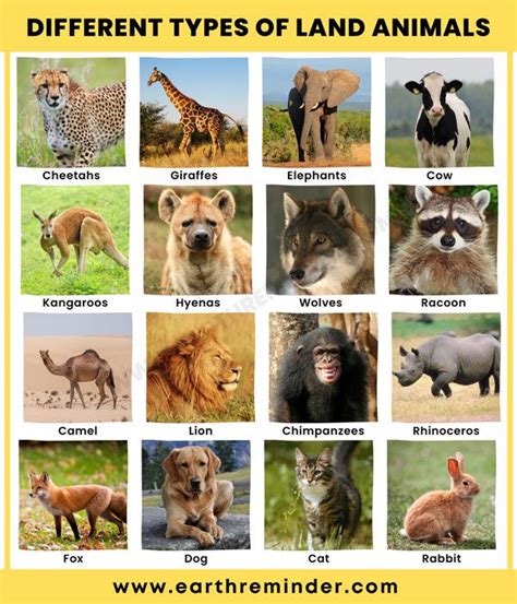 18 Different Types of Land Animals | Earth Reminder | Animal articles ...