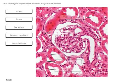 Solved Label the image of simple cuboidal epithelium using | Chegg.com