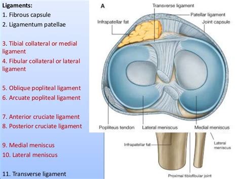 Knee joint