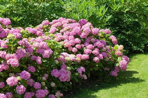 15 Fast Growing Privacy Shrubs & Bushes - Garden Lovers Club | Bushes ...