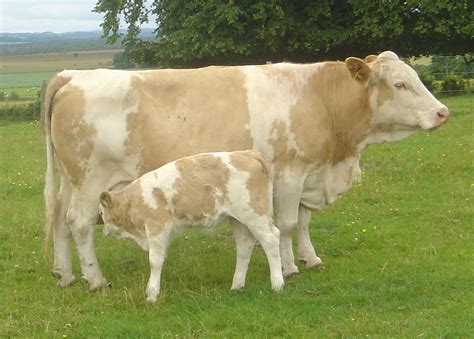پرونده:Cow with calf dsc06514.jpg - ویکی‌پدیا، دانشنامهٔ آزاد