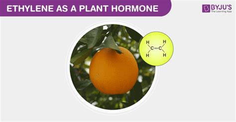 Ethylene -Structure, Formula, Function, Uses