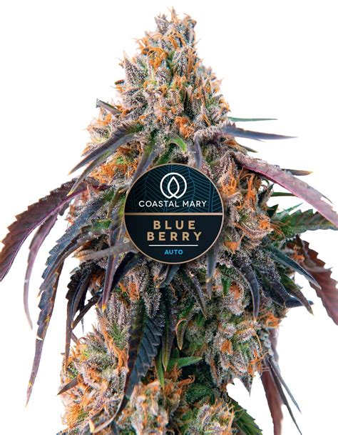 Blueberry autoflower feminized cannabis seeds from Coastal Mary