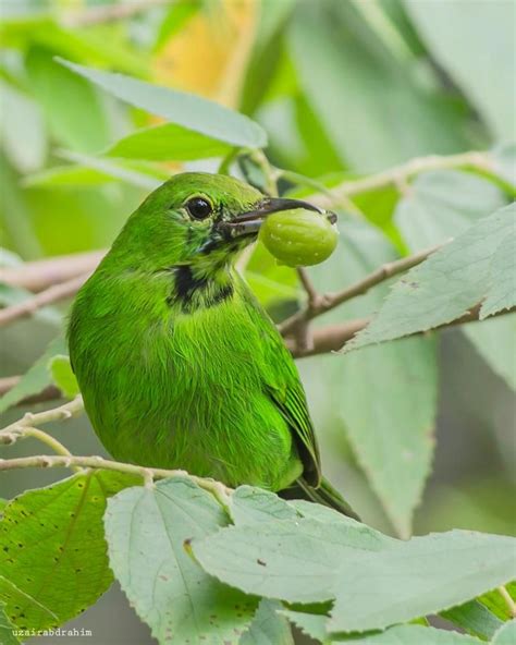 Lesser Green Leafbirds (Male) | 鳥