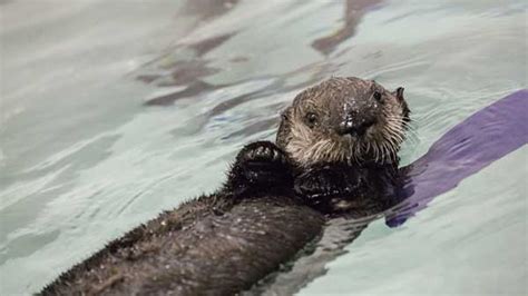 Shedd reveals orphaned sea otter pup's new name - ABC7 Chicago