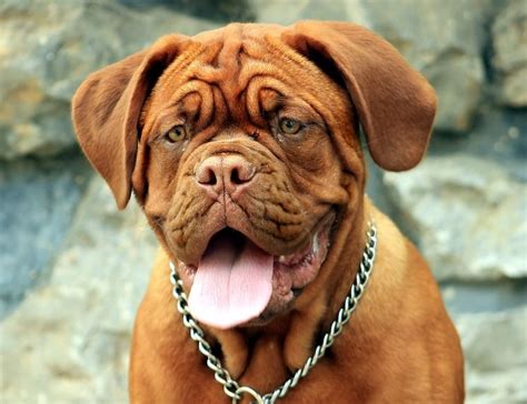 Dogue de Bordeaux Training | Precision K9 Work