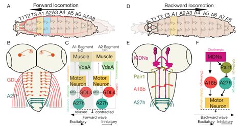 Biology | Free Full-Text | Anatomy and Neural Pathways Modulating Distinct Locomotor Behaviors ...