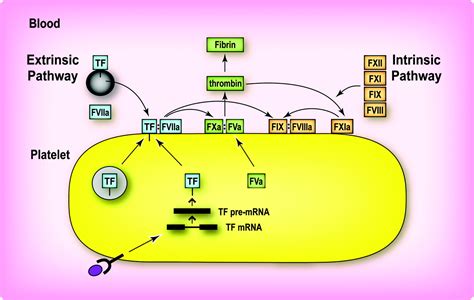 Role of the Extrinsic Pathway of Blood Coagulation in Hemostasis and ...