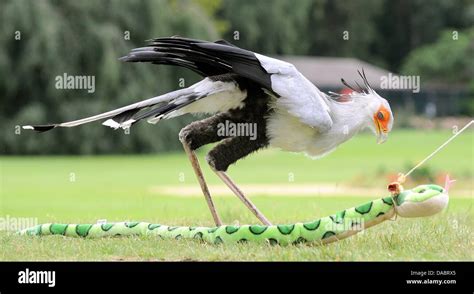 Secretary bird snake hi-res stock photography and images - Alamy