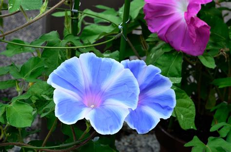 50 Mixed JAPANESE MORNING GLORY Ipomoea Nil Flower Vine Color | Etsy