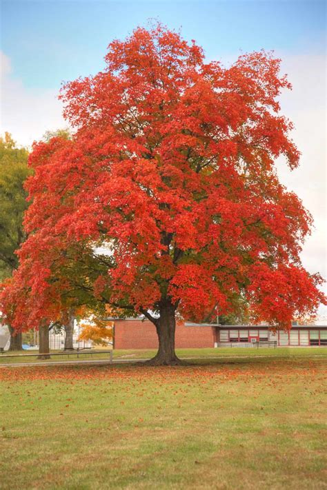 Choosing a Native Maple Tree - Grimm's Gardens