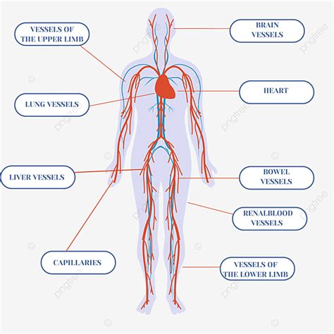 Blood Circulation System White Transparent, Hand Drawn Cartoon Body ...