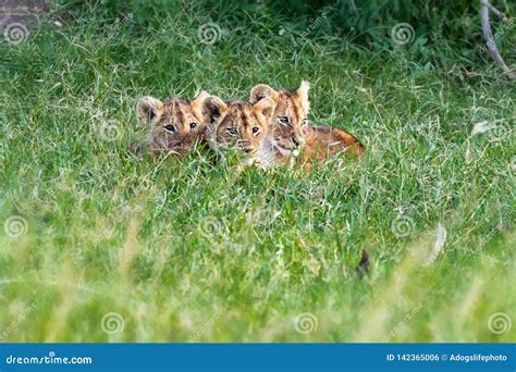 Three Cute Lion Cubs in Africa Grasslands Stock Photo - Image of ...