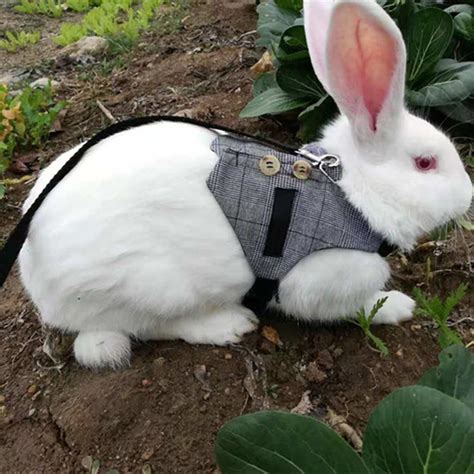 Adorable Rabbit Harness and Leash » Pearson Pets » 2024