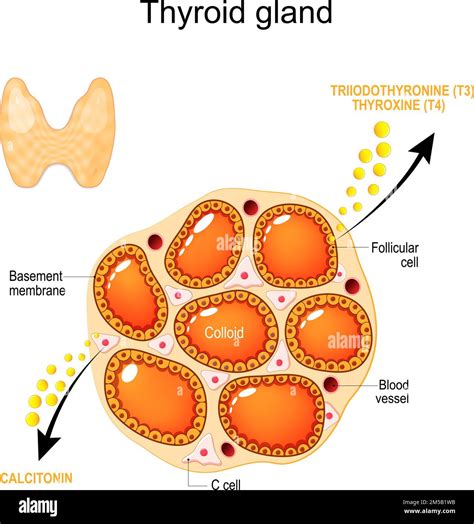 Thyroid Gland Anatomy