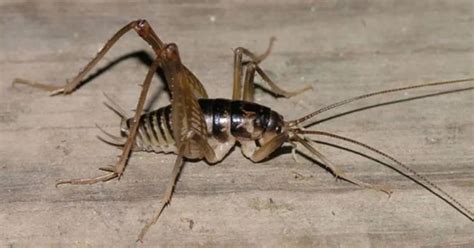 Jumping spider crickets are sweeping the UK - here's how to spot one ...