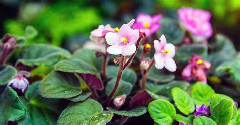 How to Propagate African Violets from Leaf Cuttings | Gardener’s Path