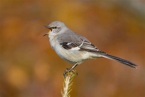 Van Wagner Song Spotlight #10: Mockingbird (And How to Listen for One ...