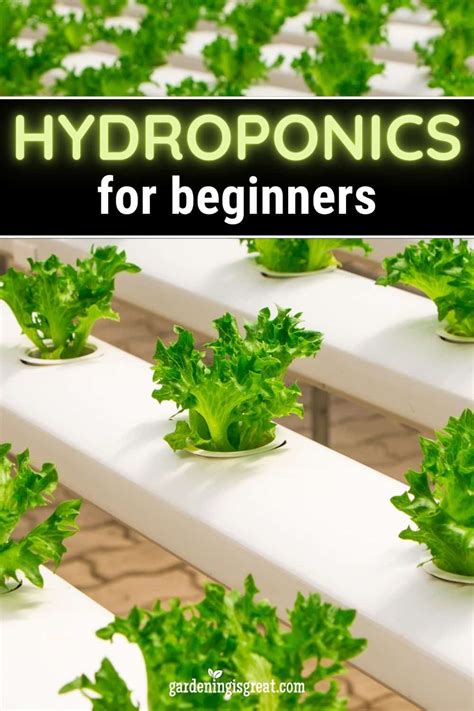 A Guide to Hydroponics for Beginners | Gardening is Great