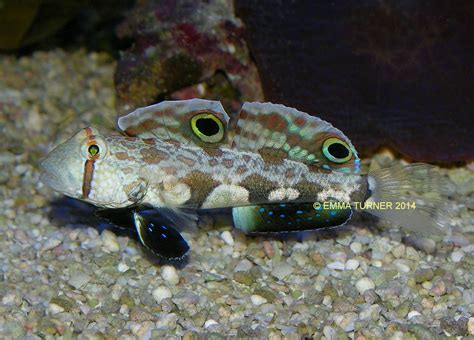 Eyespot Goby-Signigobius biocellatus