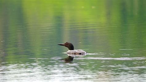 Birds of Itasca State Park | Gaining Life Experience