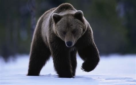 bears, Snow, Animals Wallpapers HD / Desktop and Mobile Backgrounds