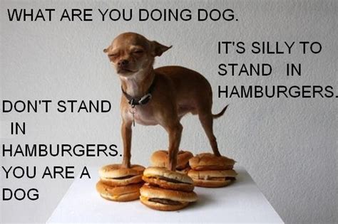 hamburger pictures and jokes / funny pictures & best jokes: comics, images, video, humor, gif ...