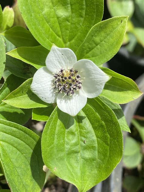 Cornus canadensis - Bunchberry Dogwood | Plant nursery, Dogwood, Canadensis