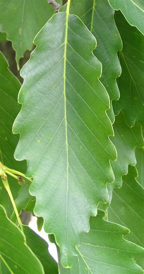 Chestnut Tree Identification