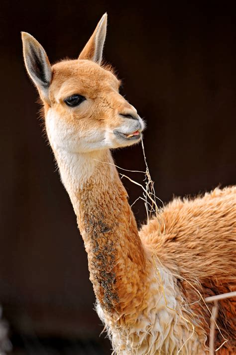 Portrait of a Vicuña | This animal is living in the zoo of Z… | Flickr