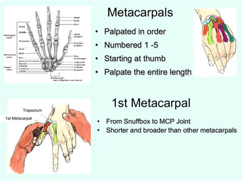 Hand, Wrist & Fingers