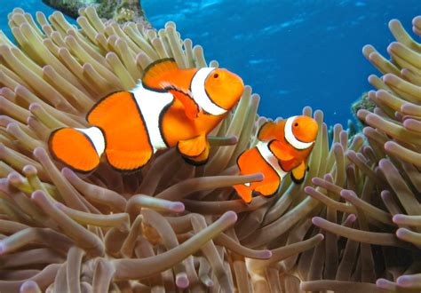 Pez payaso (Amphiprioninae)