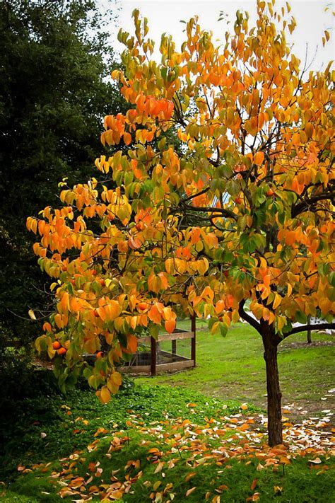 Hachiya Japanese Persimmon Trees For Sale | The Tree Center