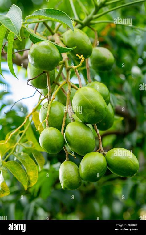 Hog Plum (Spondias Mombin) on the tree, Mauritius Stock Photo - Alamy