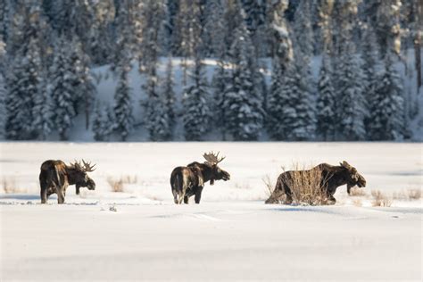 3 MOOSE ON THE MOVE, Moose in Snow, Wildlife Photography Fine Art ...