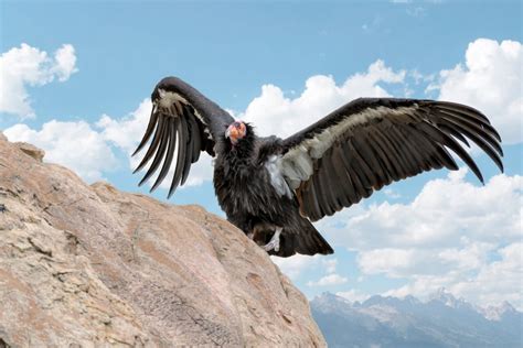 California Condor Wingspan: How Big It Is & How It Compares to Other Birds - Optics Mag