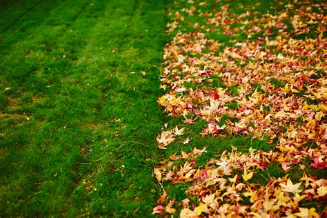 Fall Lawn Care Tips for a Thick Healthy Lawn this Spring - Weed Control, Lawn Care + | Calgary ...