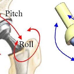 Structure of human ball-and-socket joint | Download Scientific Diagram