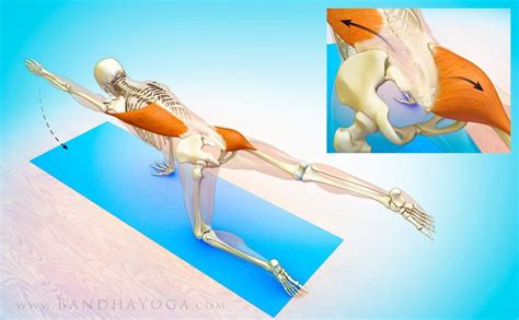 The Sacroiliac Joint (With images) | Yoga anatomy, Sacroiliac joint, Sacroiliac