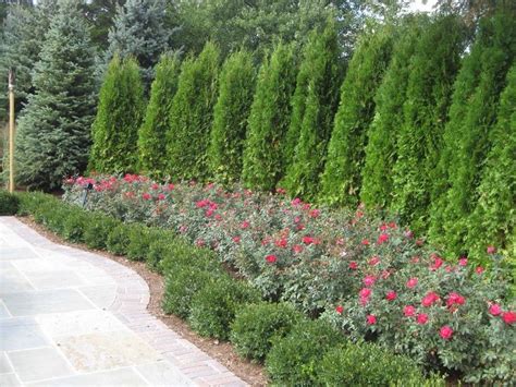 Awesome Fence With Evergreen Plants Landscaping Ideas 2 | Privacy landscaping, Arborvitae ...