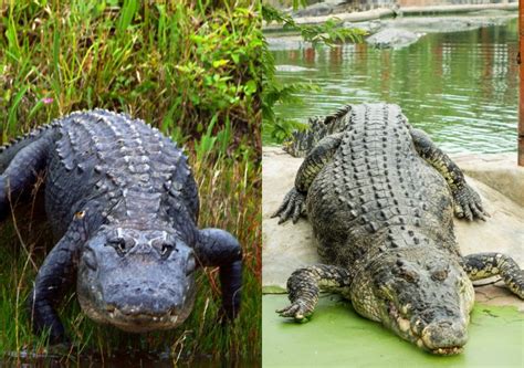 Caiman Alligator Crocodile Difference