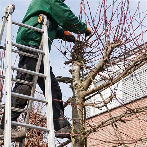 60+ Pruning A Lime Tree Stock Photos, Pictures & Royalty-Free Images - iStock