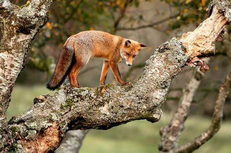 Climbing Tree Pictures | Download Free Images on Unsplash