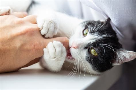 Why Does My Cat Bite Me? Here's Why Your Feline Randomly Attacks You - Newsweek