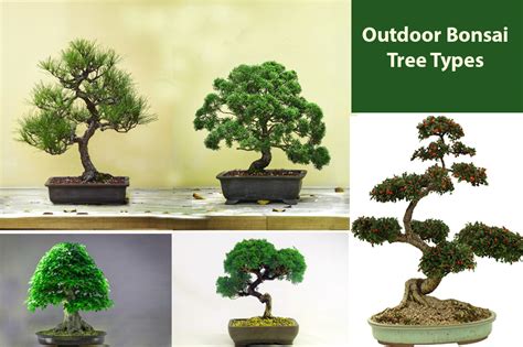 Different Bonsai Tree Types Outdoor – Popular Varieties - EmbraceGardening