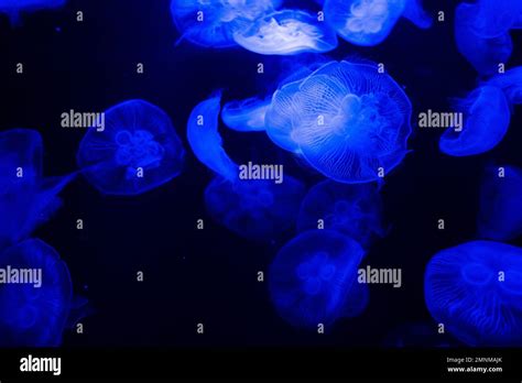 Atlantis hotel aquarium Stock Photo - Alamy